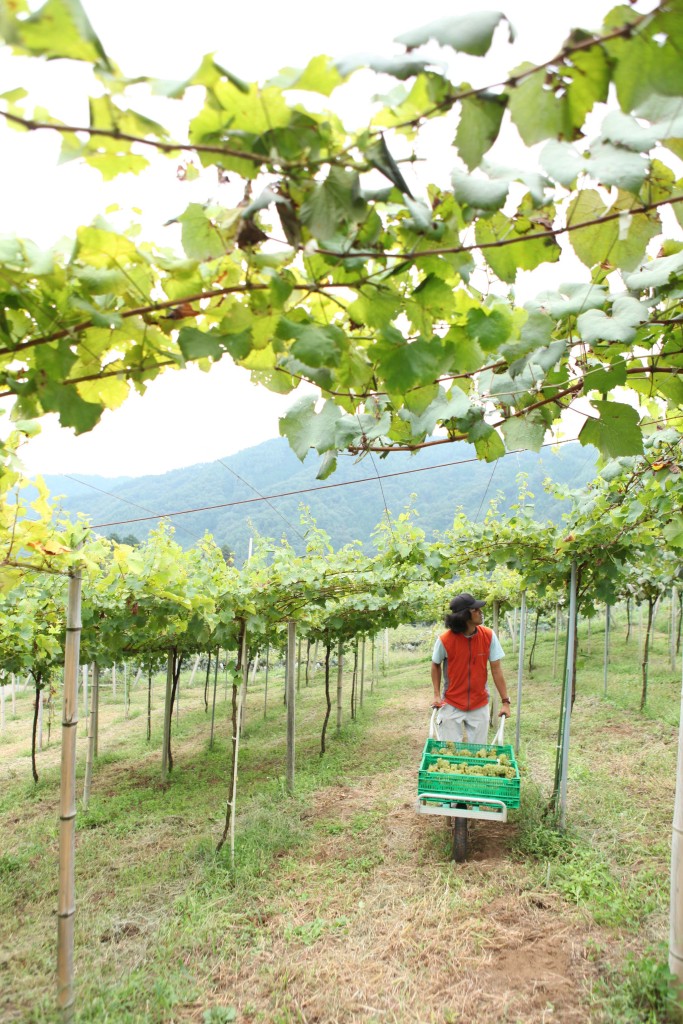 Shion Winery